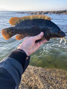 Ballan Wrasse