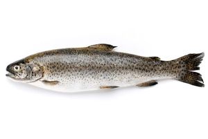 Rainbow Trout