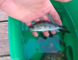 European Perch