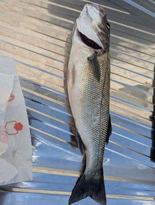 European Bass (Seabass)