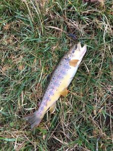 Brown Trout