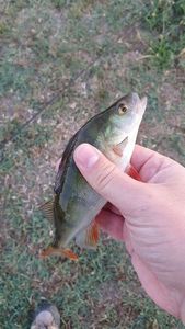 European Perch