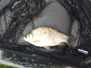 Crucian Carp