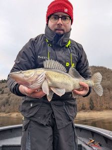 Zander