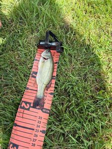 Largemouth Bass