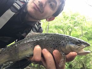 Brown Trout