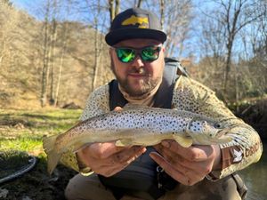 Brown Trout