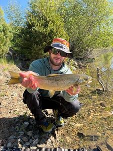 Brown Trout