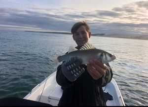 European Bass (Seabass)