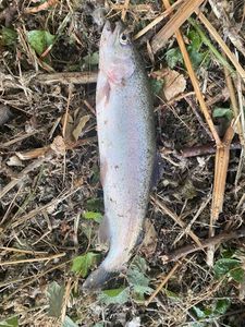 Rainbow Trout