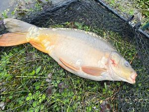 Mirror Carp