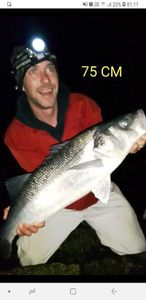 European Bass (Seabass)