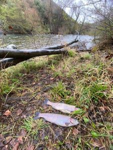 Rainbow Trout