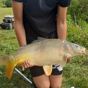 Mirror Carp