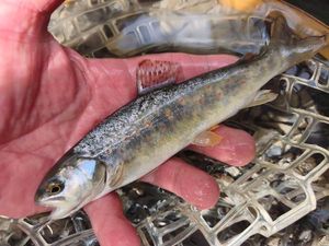 Brown Trout