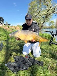 Mirror Carp