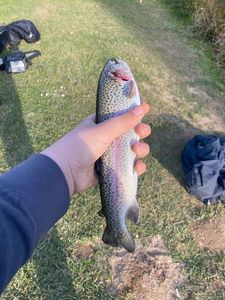Rainbow Trout