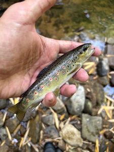 Spotted Bass