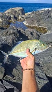 Bluefin Trevally