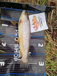Brown Trout