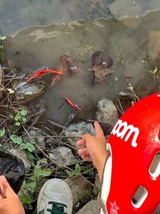 Noble Crayfish