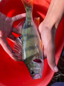 European Perch