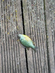 Green Sunfish