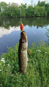 Northern Pike