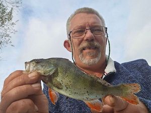 European Perch