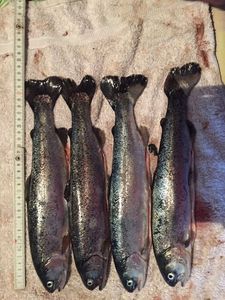 Rainbow Trout