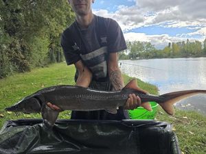 Sturgeon