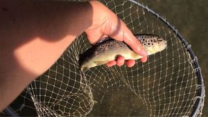Brown Trout