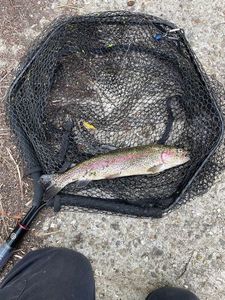 Rainbow Trout