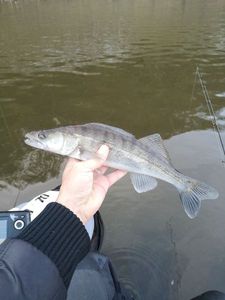 Zander