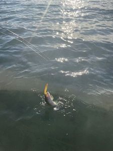 Largemouth Bass