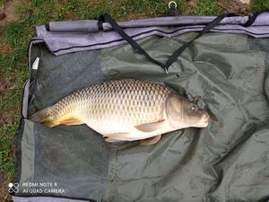 Common Carp