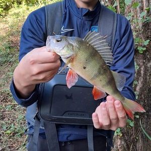 European Perch