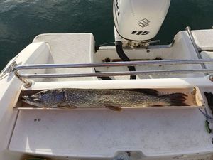 Northern Pike