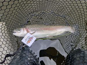 Rainbow Trout