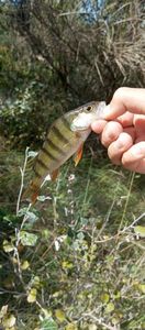 European Perch