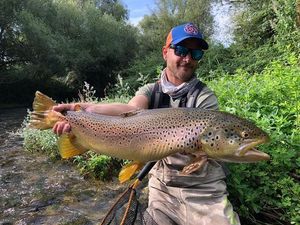 Brown Trout
