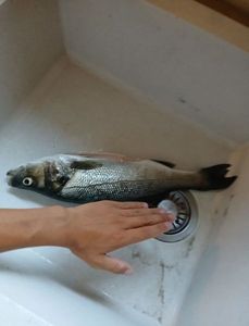 European Bass (Seabass)