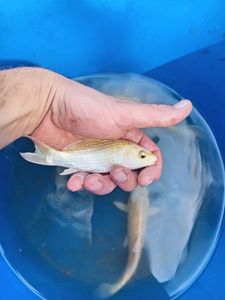 Koï Fish