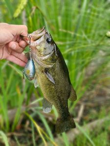 Largemouth Bass