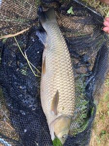 Grass Carp