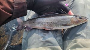 Grayling