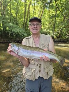 Rainbow Trout