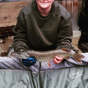 Northern Pike