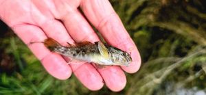 Round Goby