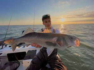 European Bass (Seabass)